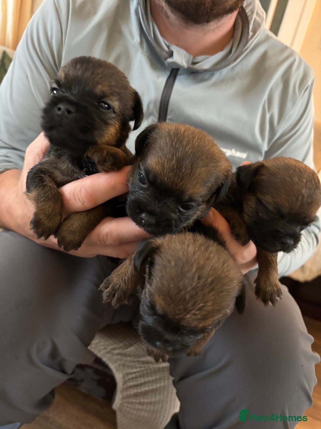 Border Terrier dogs for sale: Border terrier pups - Image 2
