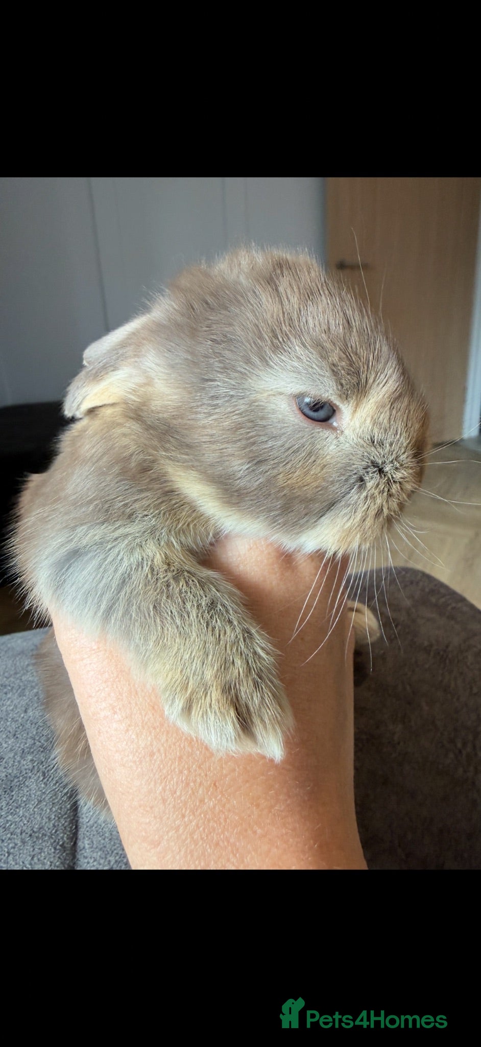 French Lop rabbits Stunning pure bred French lops  - Advert 5