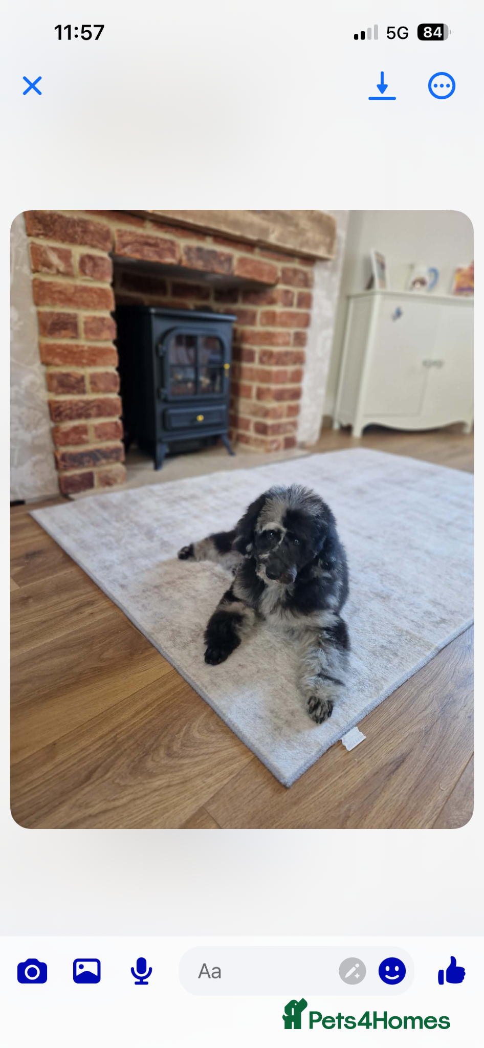 Poodle dogs Teddy(ted for short) poodle - Advert 11