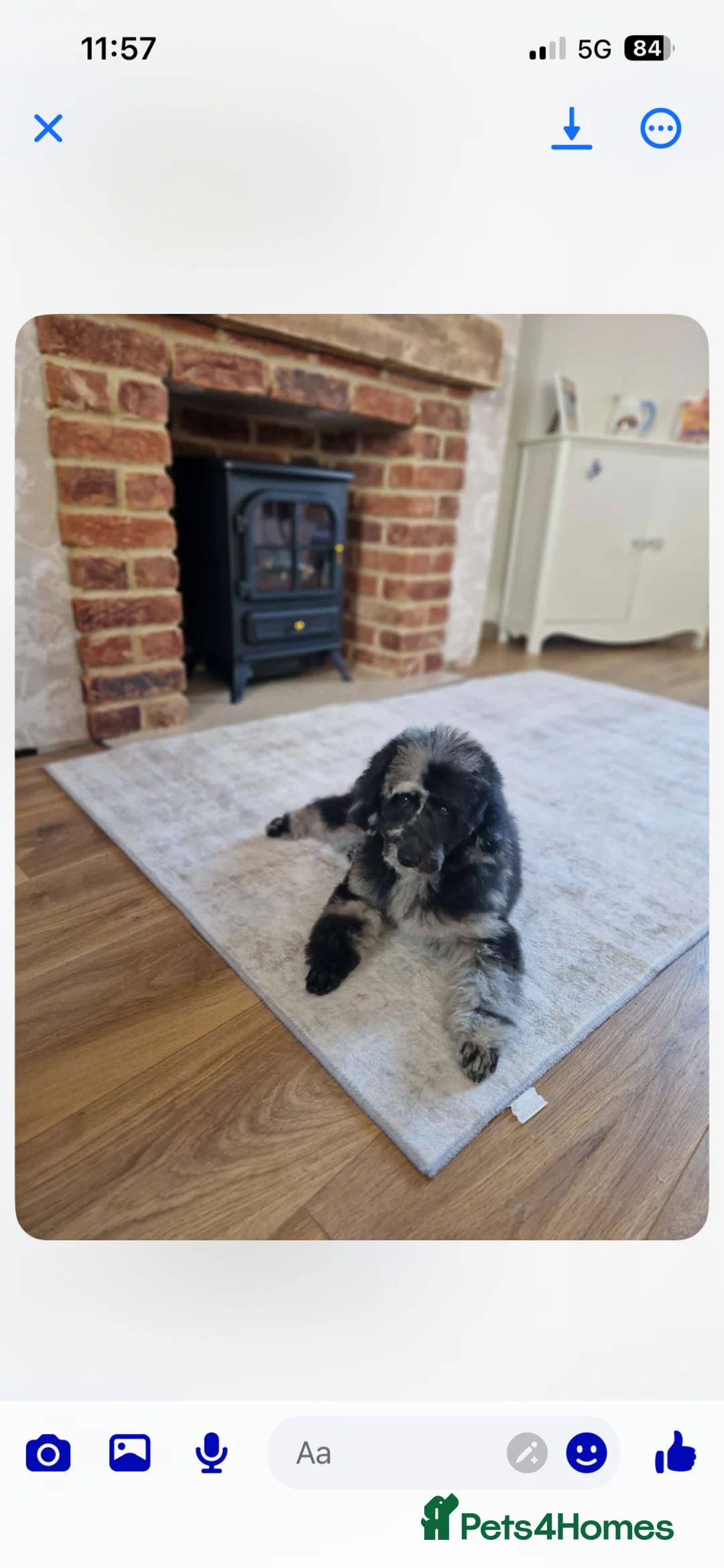 Poodle dogs for sale: Teddy(ted for short) poodle - Advert 1