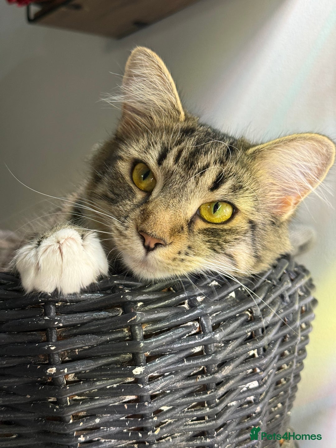 Bengal cats for sale: Gorgeous friendly girl for rehome🤍 - Advert 2