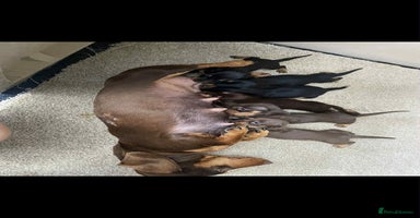 Dachshund dogs - Advert 3