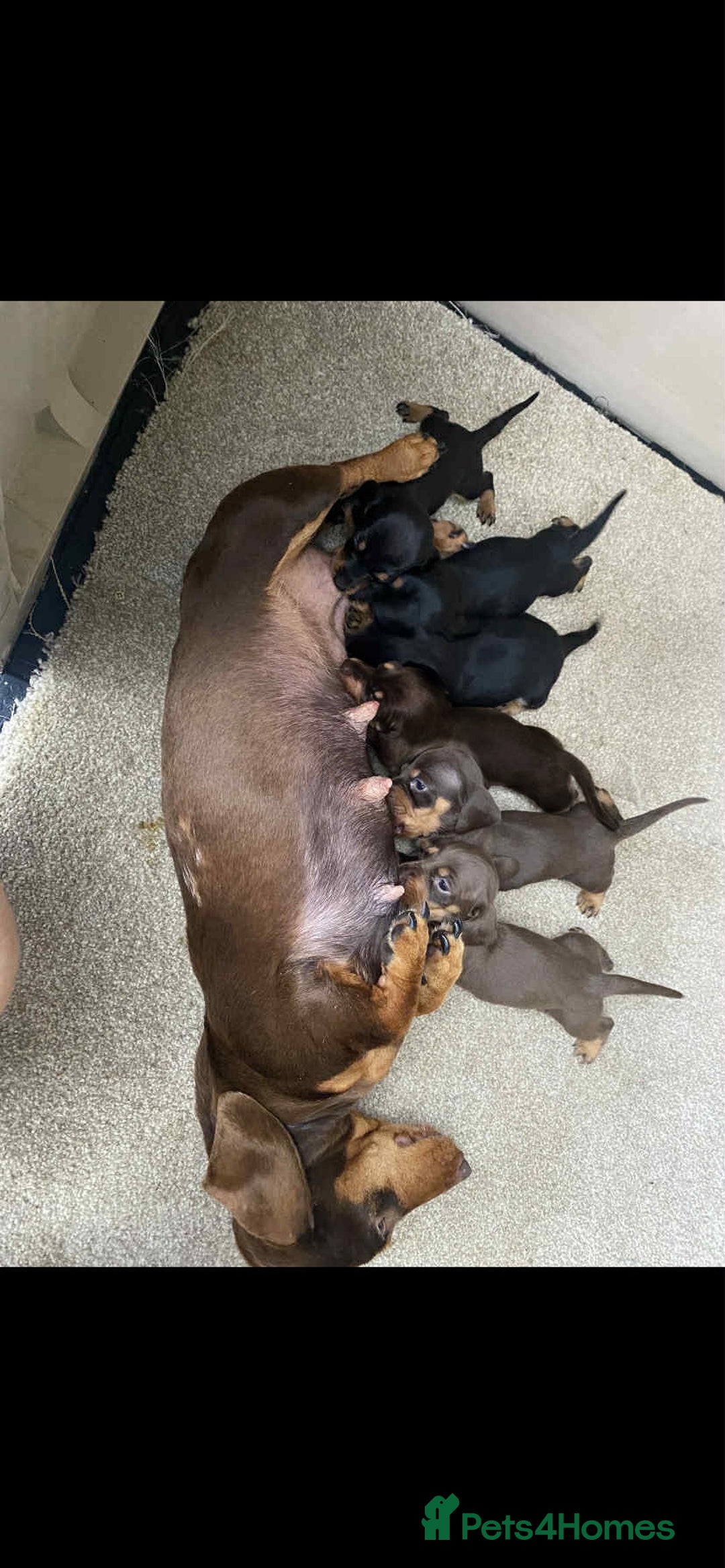 Dachshund dogs for sale: Miniature dachshund puppies  - Image 13