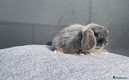 Mini Lop rabbits for sale: Mini Lops Ready to Leave Now! - Image 3