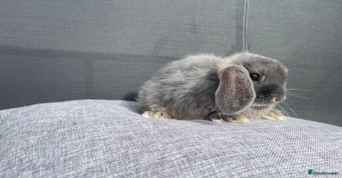 Mini Lop rabbits - Advert 8