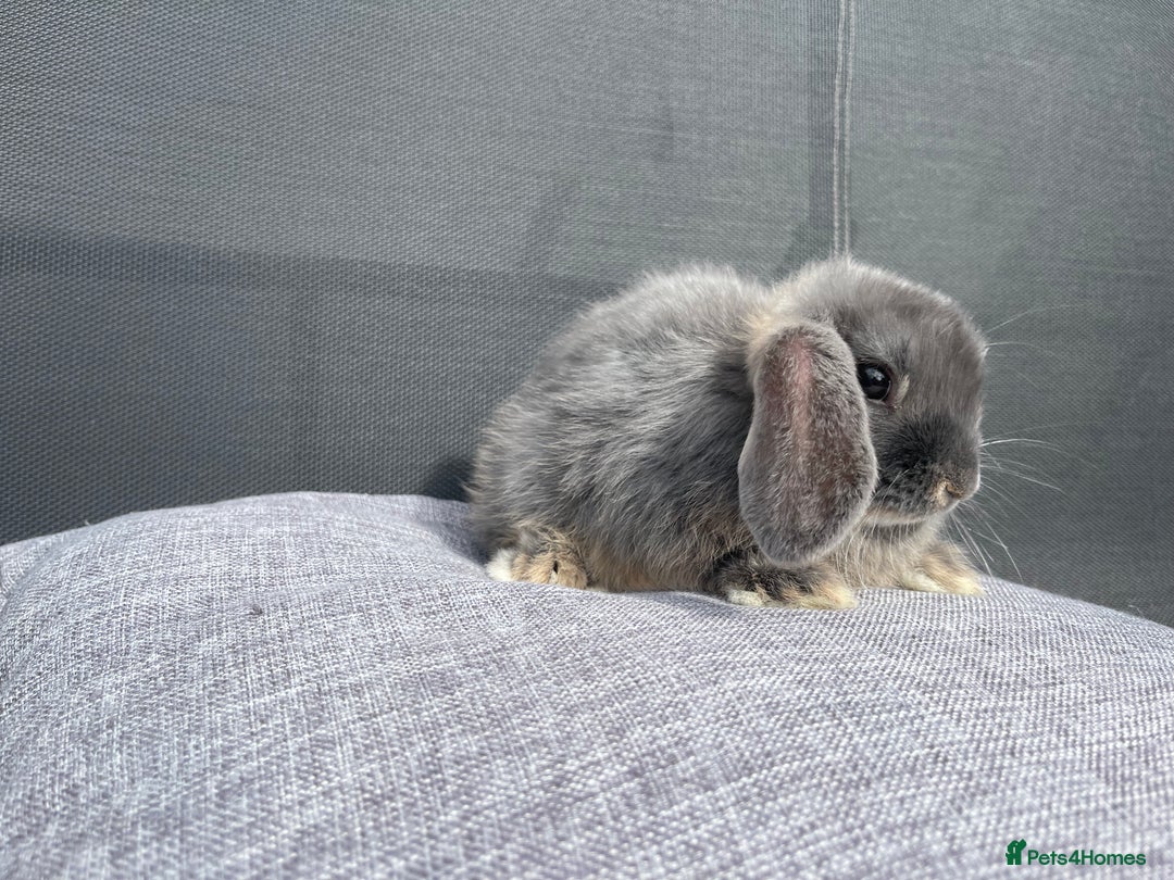 Mini Lop rabbits for sale: Mini Lops Ready to Leave Now! - Image 3