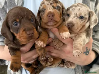 Miniature Dachshund dogs Miniature chocolate dachshund - Advert 5