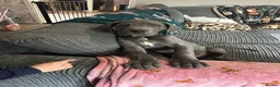 Great Dane dogs for sale: Great Dane - Advert 1