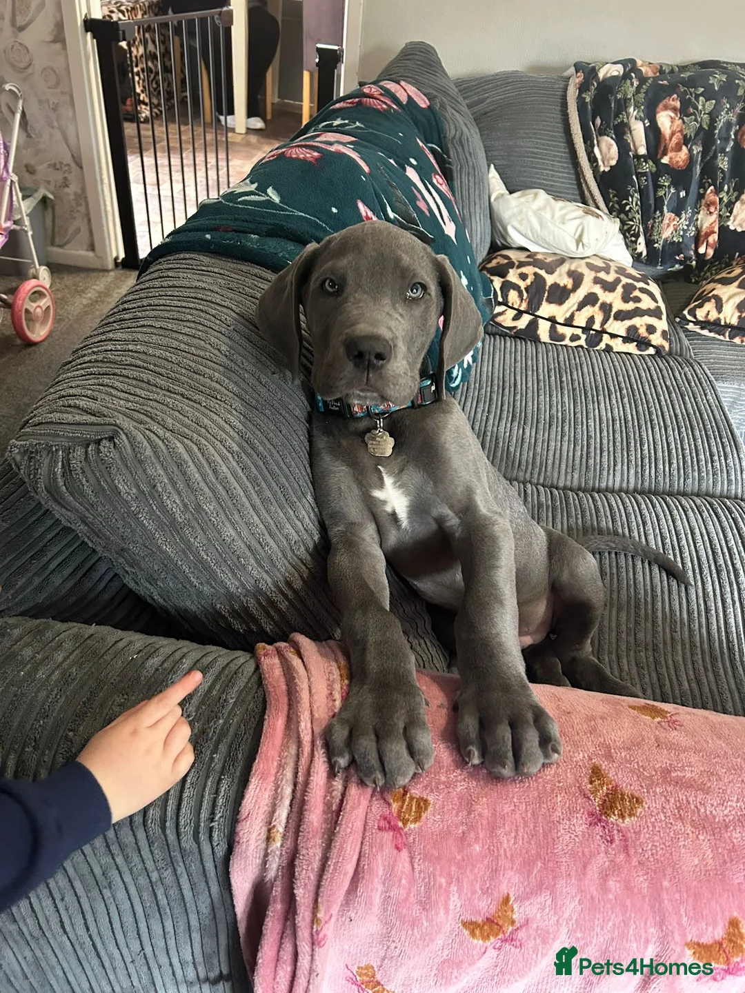 Great Dane dogs for sale: Great Dane - Advert 1