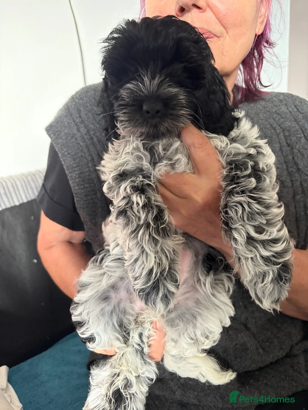 Cockapoo dogs for sale: 🐾 Last Beautiful Cockapoo Girl 🐾 - Advert 2
