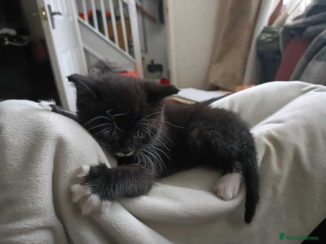 Mixed Breed cats for sale: 4 sweet ghost tabby tuxedo kittens - Image 32