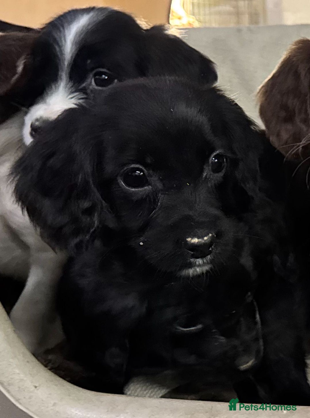 Sprocker dogs for sale: 7 Sprocker puppies  - Advert 6