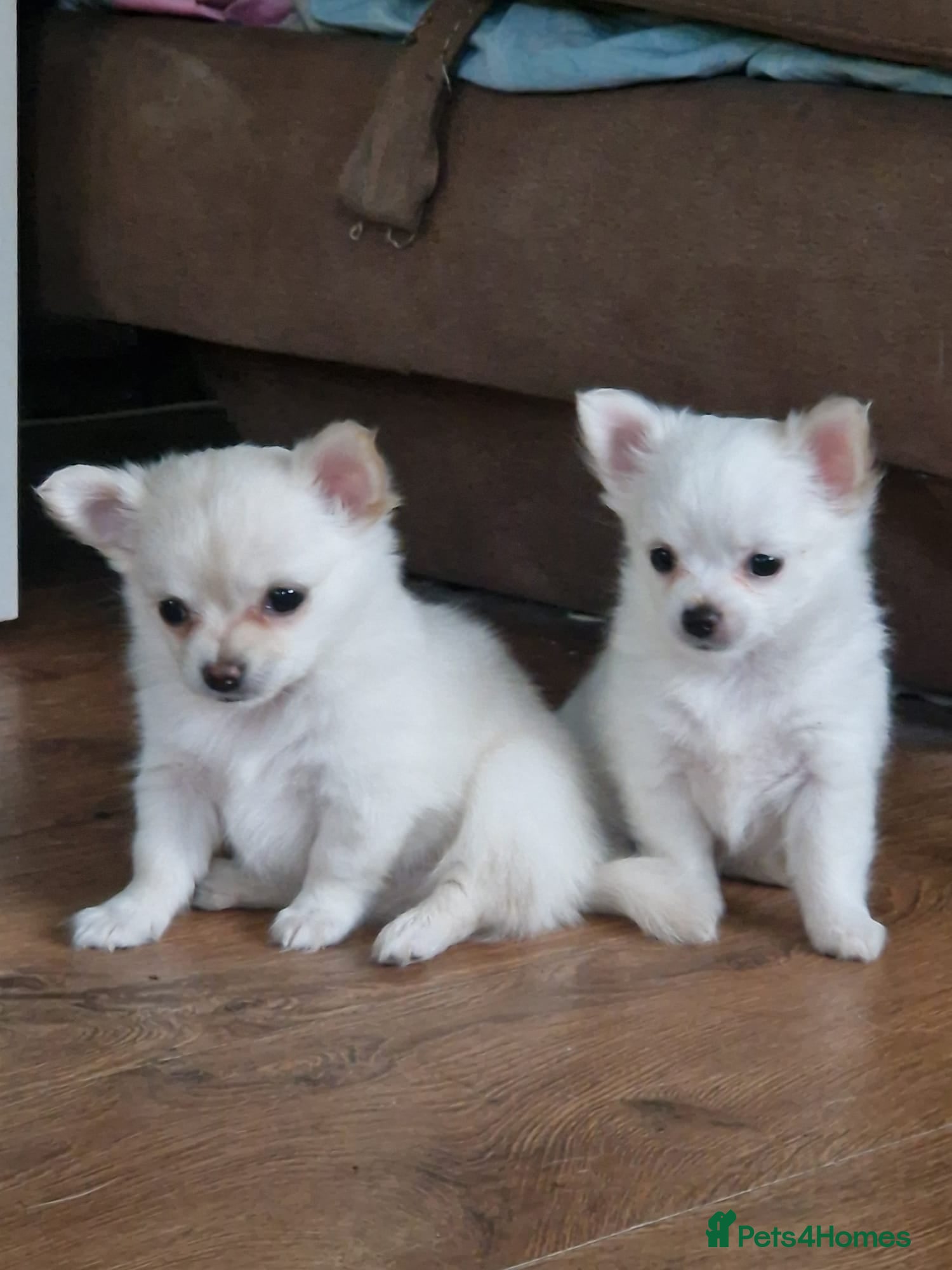 Chihuahua dogs First jab and health checked Luxury Chihuahua pups - Advert 9