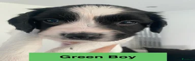 English Springer Spaniel Puppy 4 GREEN