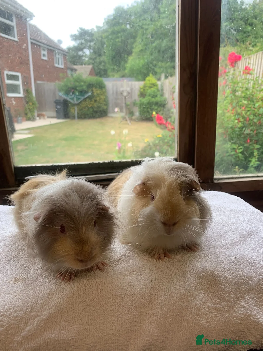 Guinea Pig rodents for sale: Sweet Baby Longhaired Guinea Pig Boars - Advert 2
