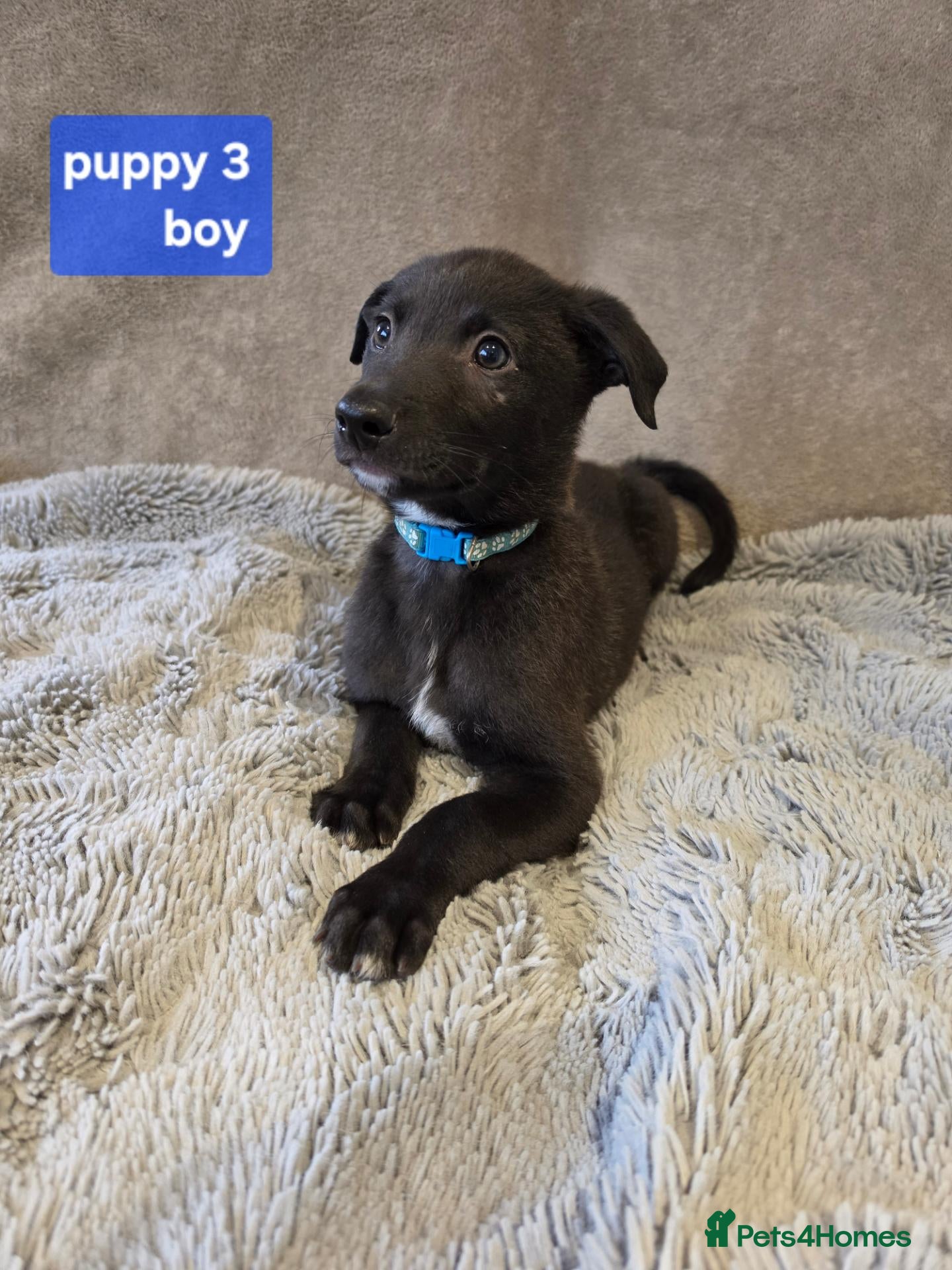 Mixed Breed dogs Working Lurcher Puppies ready now   - Advert 2