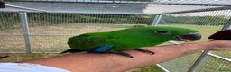 Parrots birds for sale: Hand reared Eclectus ready in 2 weeks! in Skipton - Advert 4