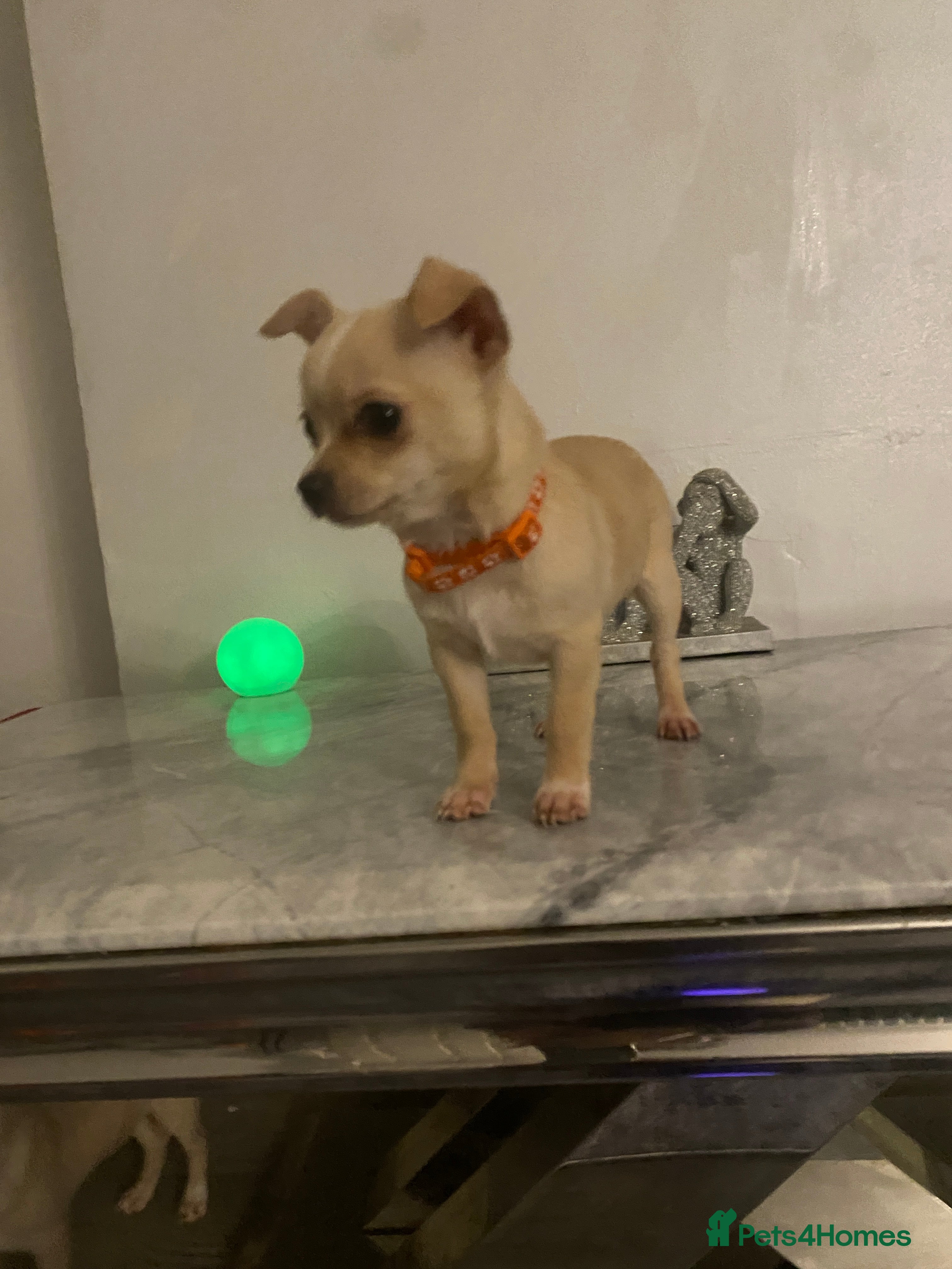 Chihuahua dogs CHIHUAHUA PUPPIES 2 BOYS 2 GIRLS READY TO LEAVE - Advert 6