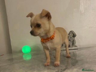 Chihuahua dogs CHIHUAHUA PUPPIES 2 BOYS 2 GIRLS READY TO LEAVE - Advert 6