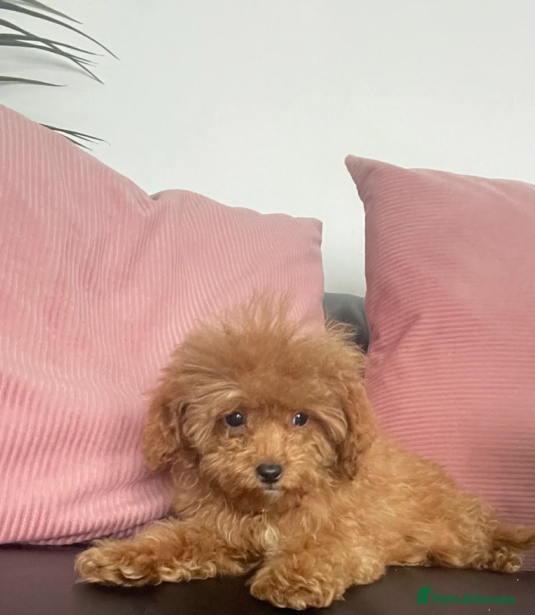 Cavapoo dogs for sale: Beautiful Cavapoo Puppies for Sale - Advert 4