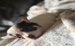 Mixed Breed dogs for sale: French poms *READY NOW 2 LEFT* - Image 4