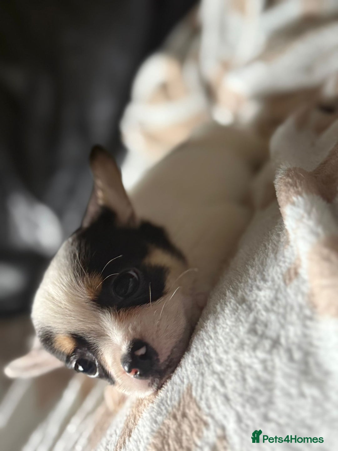 Mixed Breed dogs for sale: French poms *READY NOW 2 LEFT* - Image 4