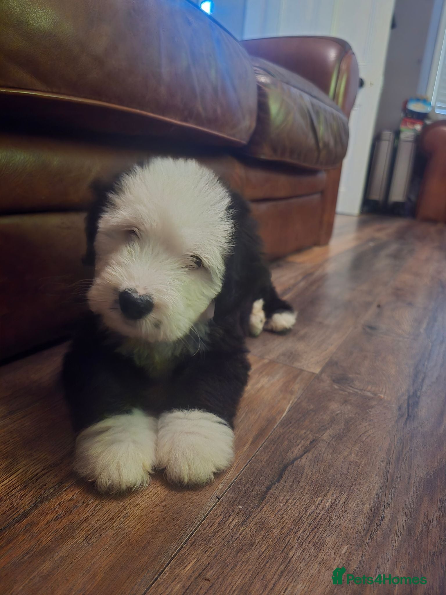 Bernese Mountain Dog dogs Old English sheepdog X bernese mountain READY NOW  - Advert 7