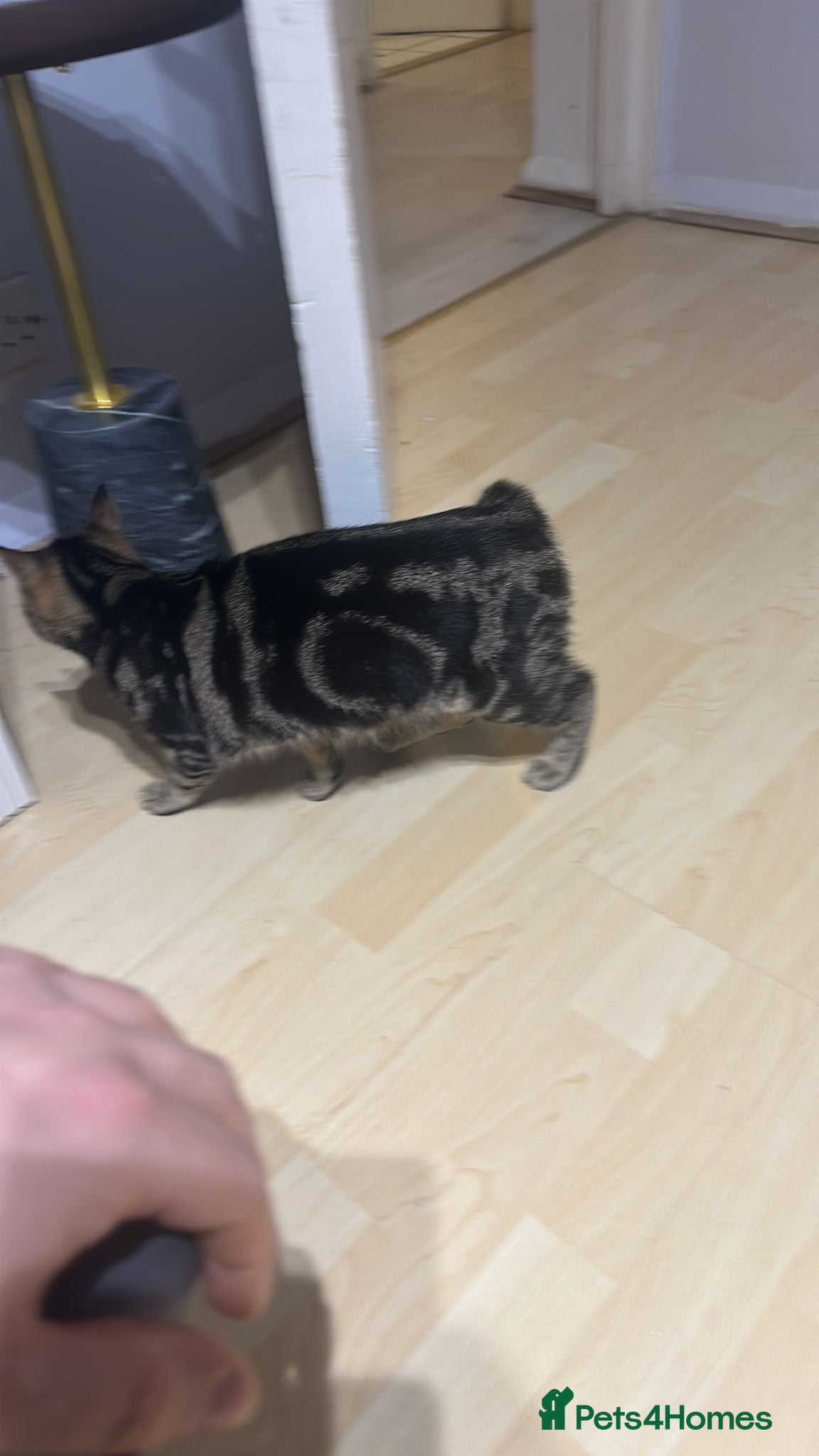 Mixed Breed cats 5 months  - Advert 1