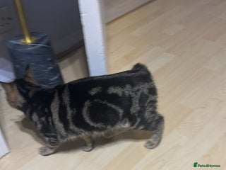 Mixed Breed cats 5 months - Advert 1