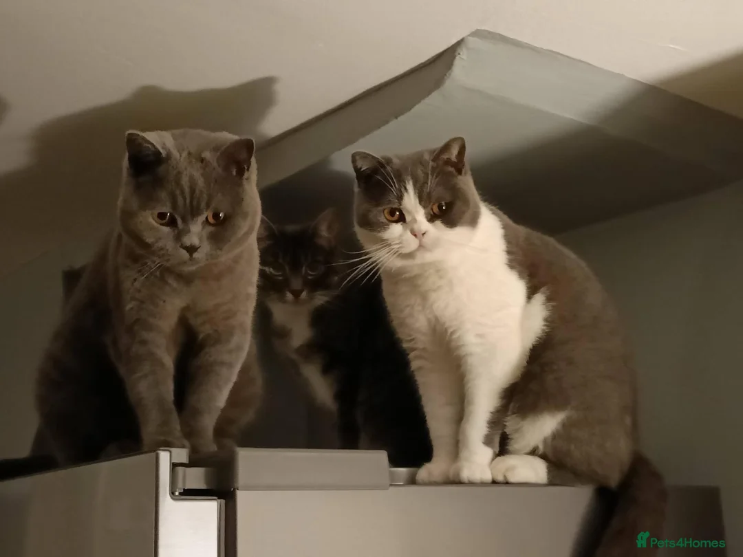 British Shorthair cats for sale: Stunning neutered blue boy  - Advert 3