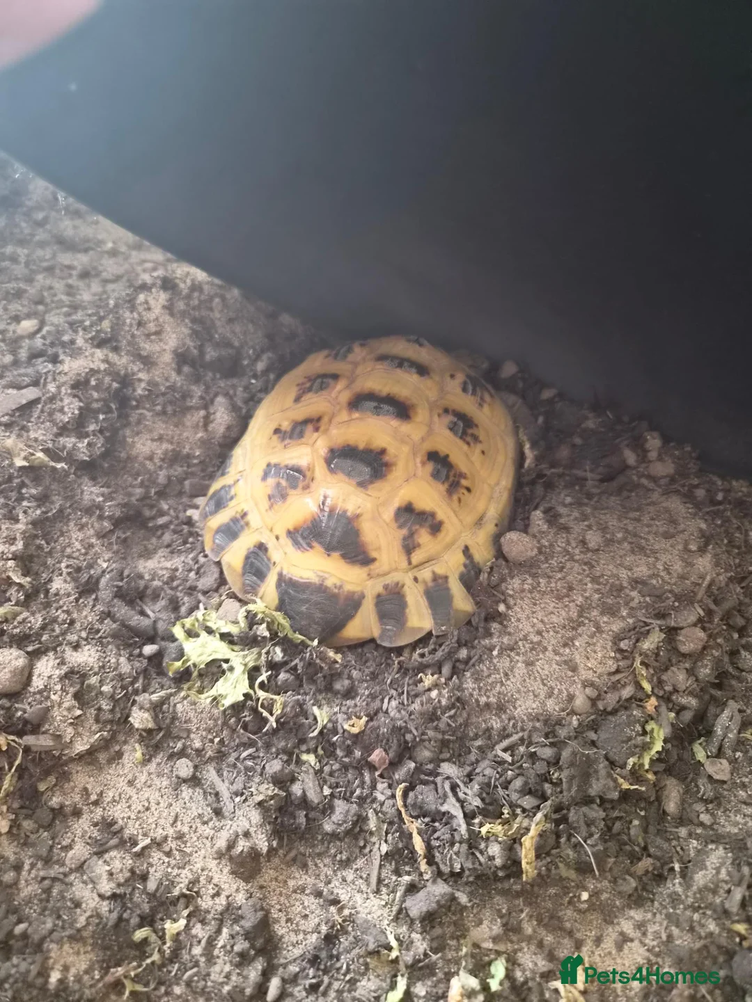 Tortoise reptiles for sale: Horsefield tortoise  in Mansfield - Advert 2