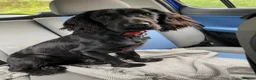 Mixed Breed dogs for sale: 6 adorable puppies  - Advert 2