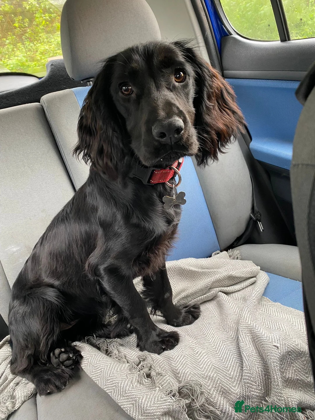 Mixed Breed dogs for sale: 6 adorable puppies  - Advert 2