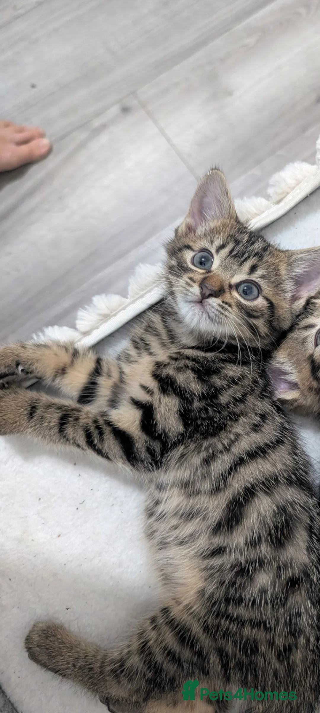 Mixed Breed cats for sale: Mixed Breed Bengal Kittens  in Portsmouth - Advert 2