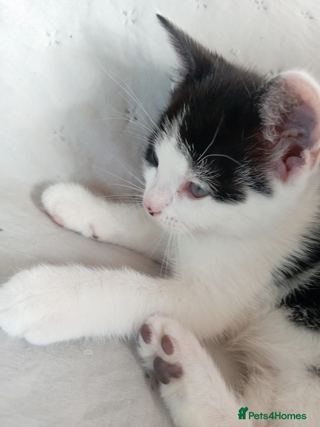 Mixed Breed cats for sale: Black and white kittens 9 weeks old  - Advert 2