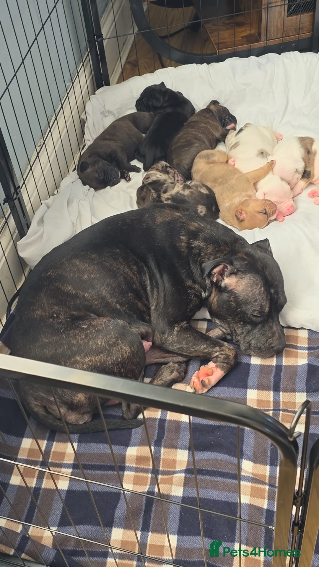 Mixed Breed dogs for sale: Female Staffy X Alapaha Blue Blood Bulldog Pups - Advert 20