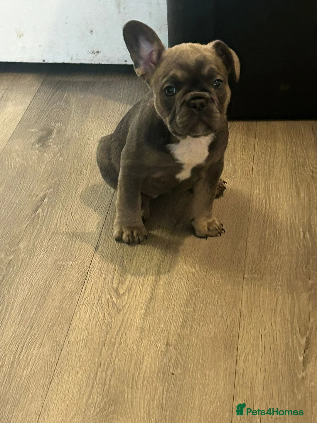 French Bulldog dogs for sale: French bulldog puppy’s  - Advert 2