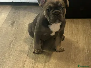 French Bulldog dogs French bulldog puppy’s - Advert 4