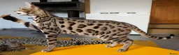 Bengal cats for sale: Striking Brown Rosetted Boy  - Advert 3