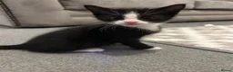 Mixed Breed cats for sale: 1 calico and 1 black and white kitten in Bangor - Advert 5
