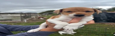Jack Russell 4