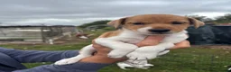 Jack Russell dogs for sale: Jack Russell puppies - Advert 8