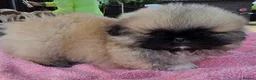 Pekingese dogs for sale: KC Registered Pekingese Puppies top quality  - Advert 9