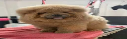 Chow Chow dogs for stud: Stunning chow chow - Advert 3