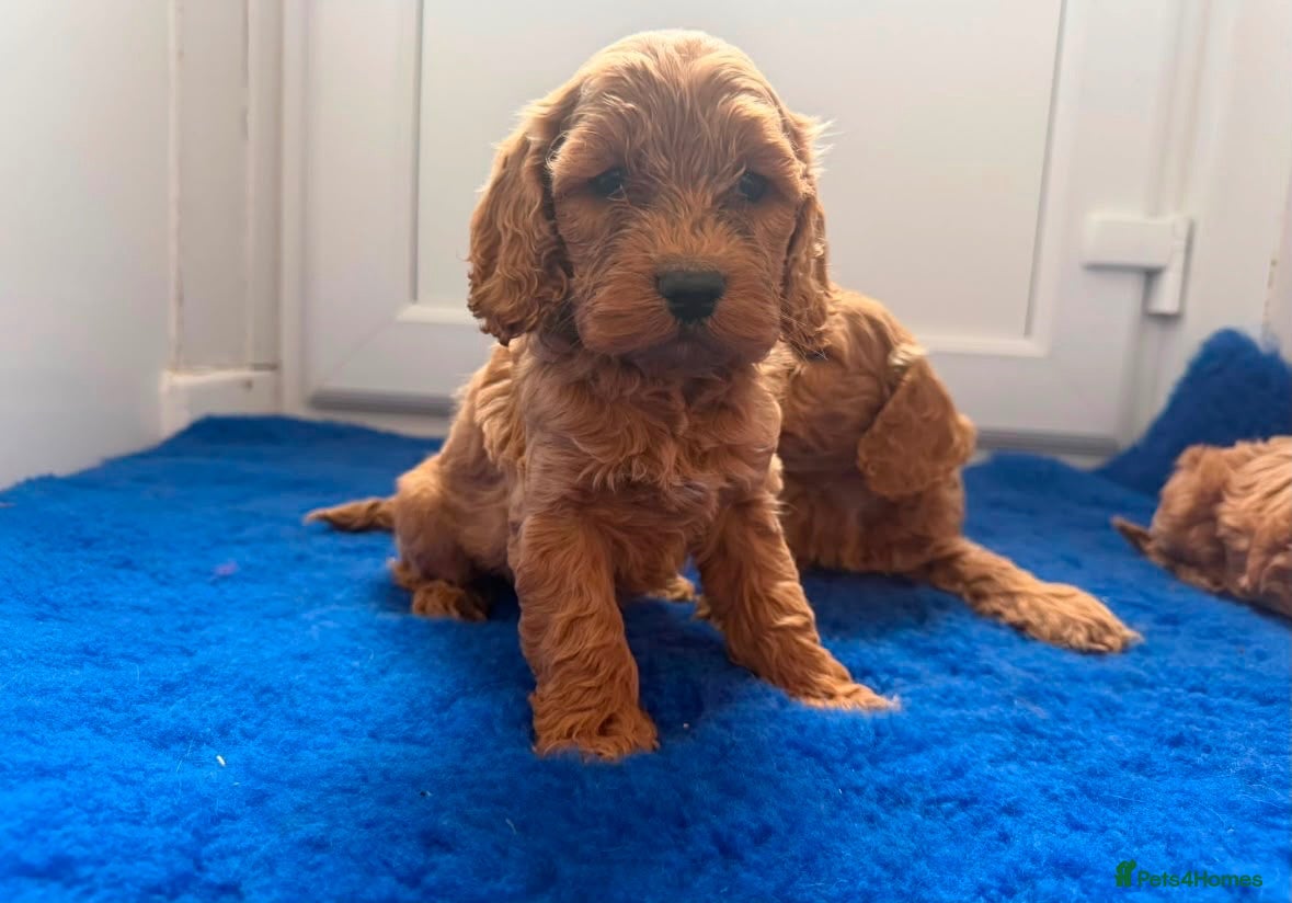 Cavapoo dogs Ready to find there forever caring homes 💙🩷 - Advert 2