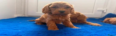 Cavapoo 3
