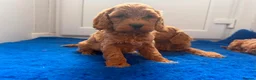 Cavapoo dogs for sale: Ready to find there forever caring homes 💙🩷 - Advert 2