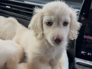 Miniature Dachshund dogs - Advert 2