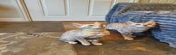 Bengal cats for sale: 🐆💕Very Beautiful Tica Registered Bengal Kittens. - Advert 16