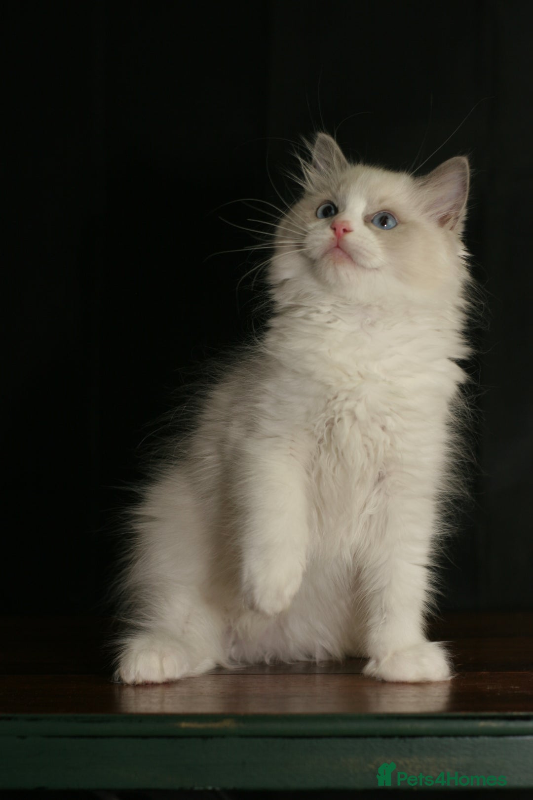 Ragdoll cats for sale: Ragdoll kittens TICA beautiful quality cats  - Image 17